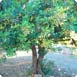 Heraklion Olivträd